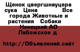 Щенок цвергшнауцера сука › Цена ­ 25 000 - Все города Животные и растения » Собаки   . Ненецкий АО,Лабожское д.